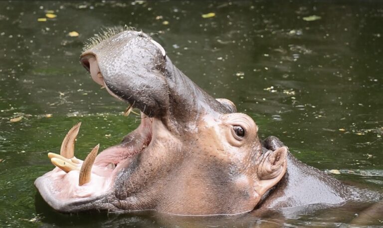 What Do Hippos Eat? Diet, Feeding Habits & Portions - Wild Animal Pets